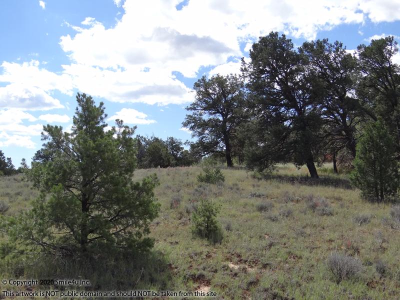 10 acres in Candy Kitchen New Mexico